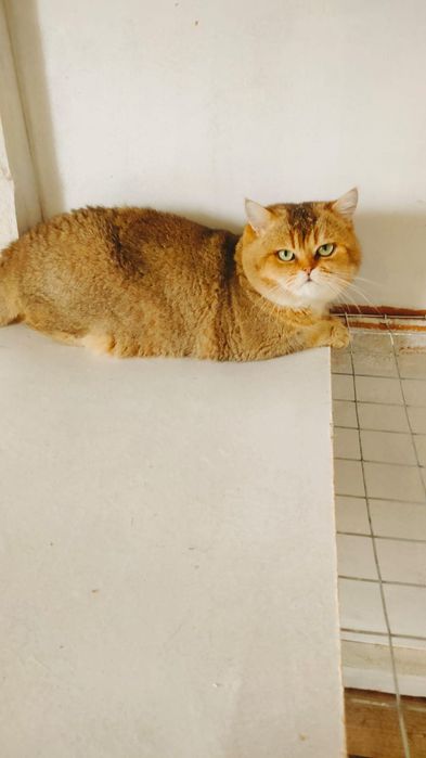 Шиншилла серебро котята