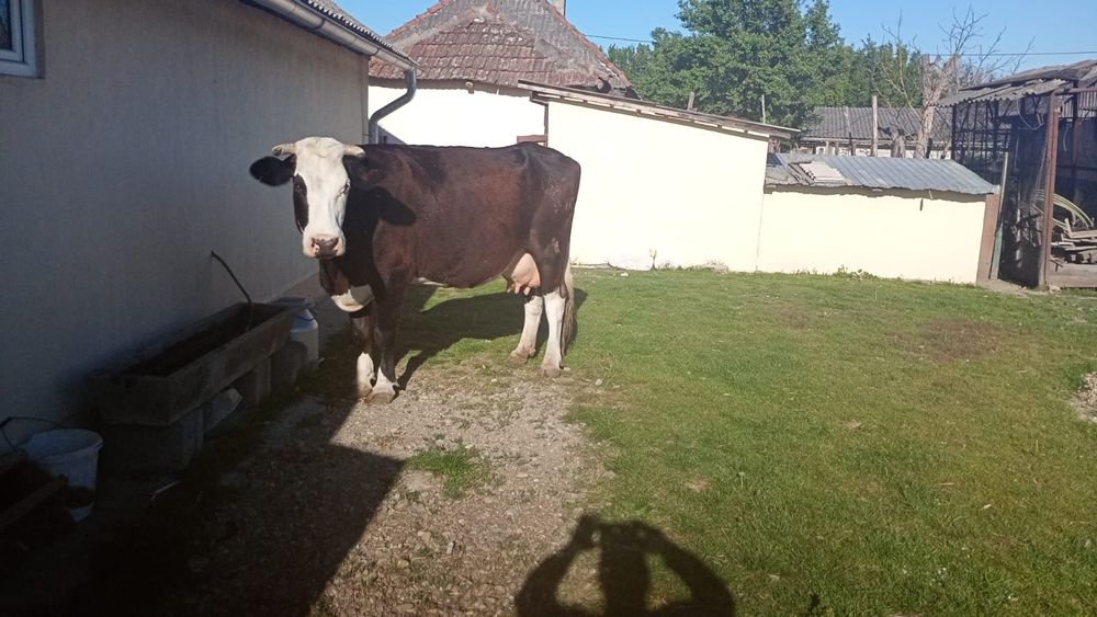 Vaca de vanzare!