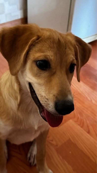 Девочка Веста ищет дом!