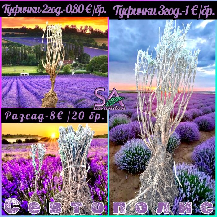 Мурсалски чай-разсад,лавандула,маслодайни рози,лавровишна…