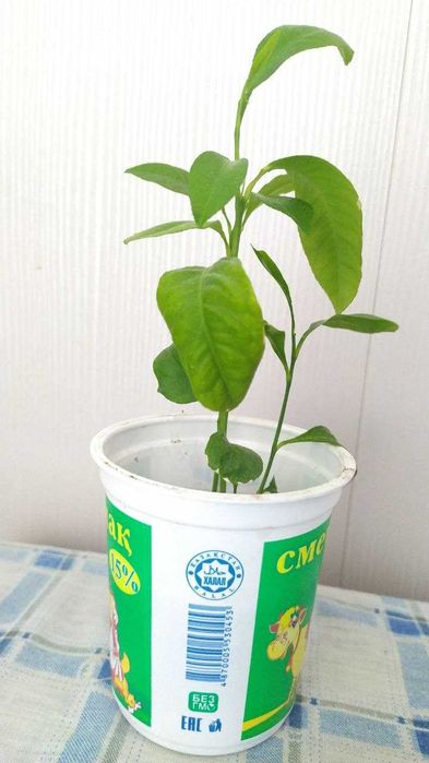 Лимоны за стакан