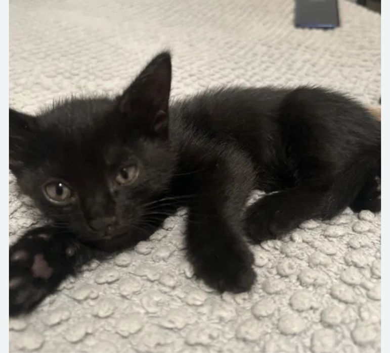 Котенок девочка 3 мес