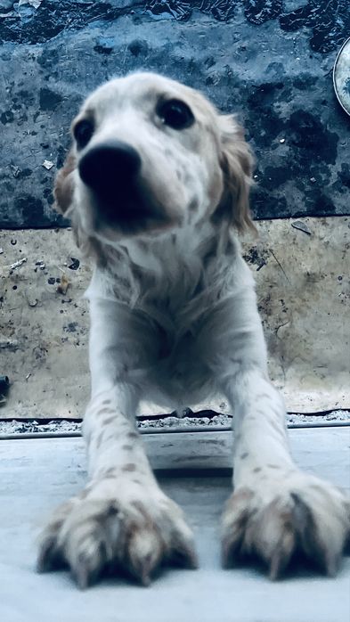 Русский спаниель 6 мес девушка