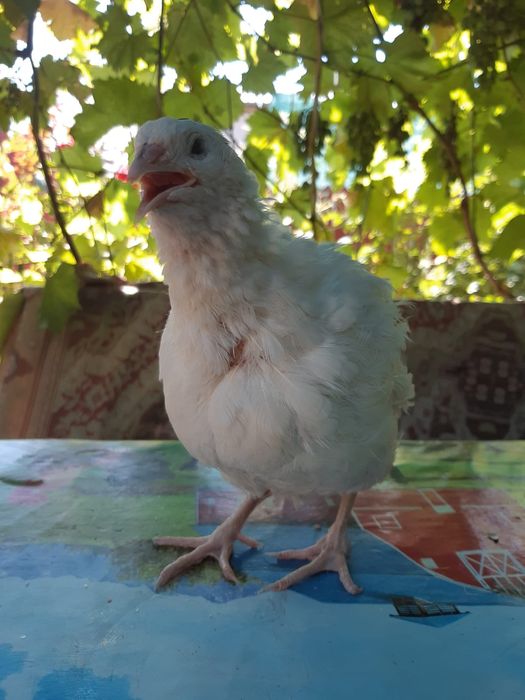 Vand oua de prepelita Braila