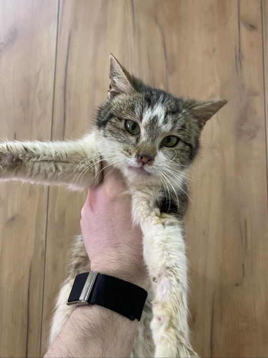 Котенок ищет дом, 5 месяцев