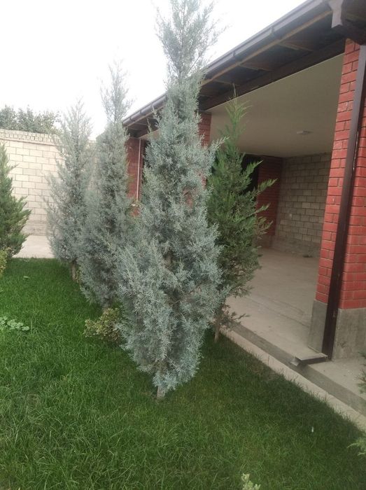 Gazon ekisk lanshaftni dizayin ishlari