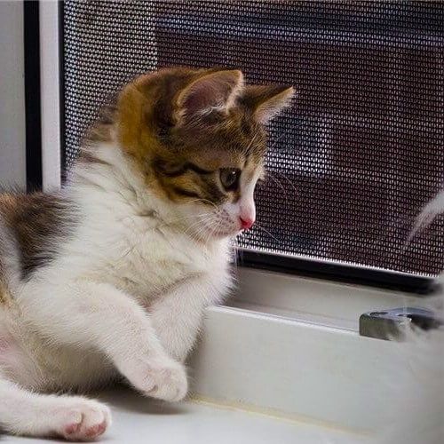 Анти кошки маскитные сетки жалюзи