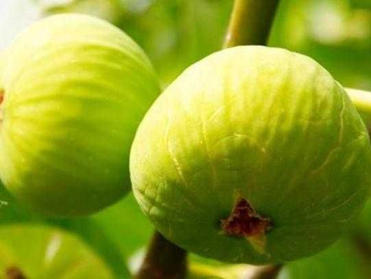 Йирик анжир кучатлари.Крупные  саженцы  инжира.