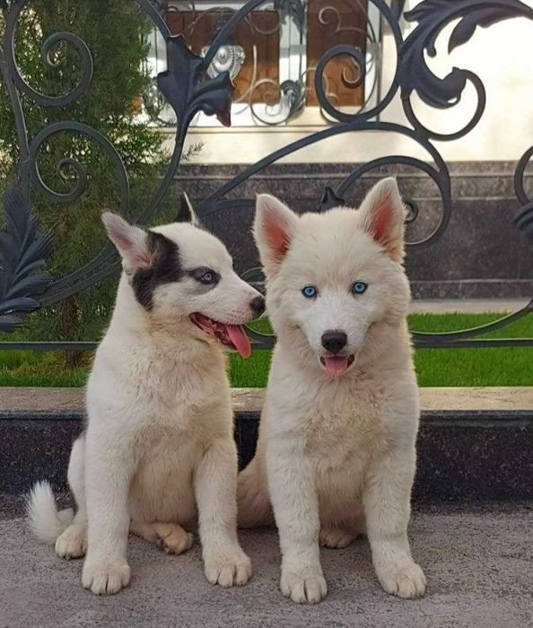 Очень нежные и красивые  щенята