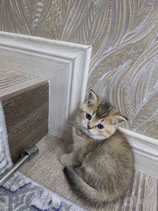 Продаются милые котята