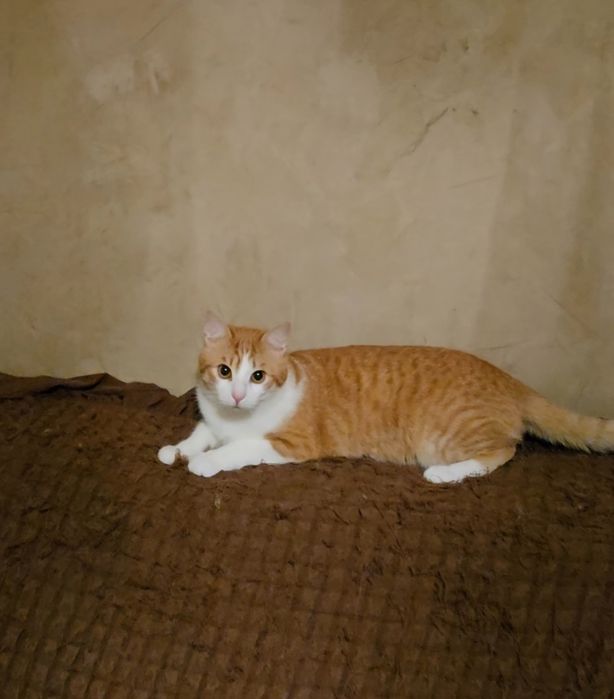 Motanel adoptie Felix