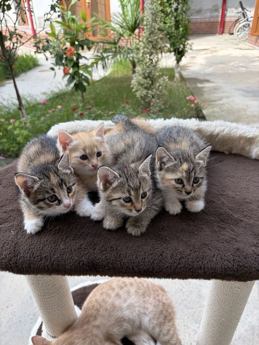 Котенок.