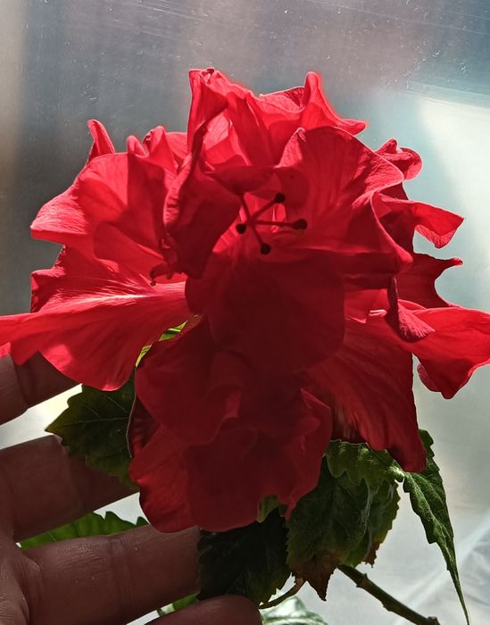 Продам комнатные цветы