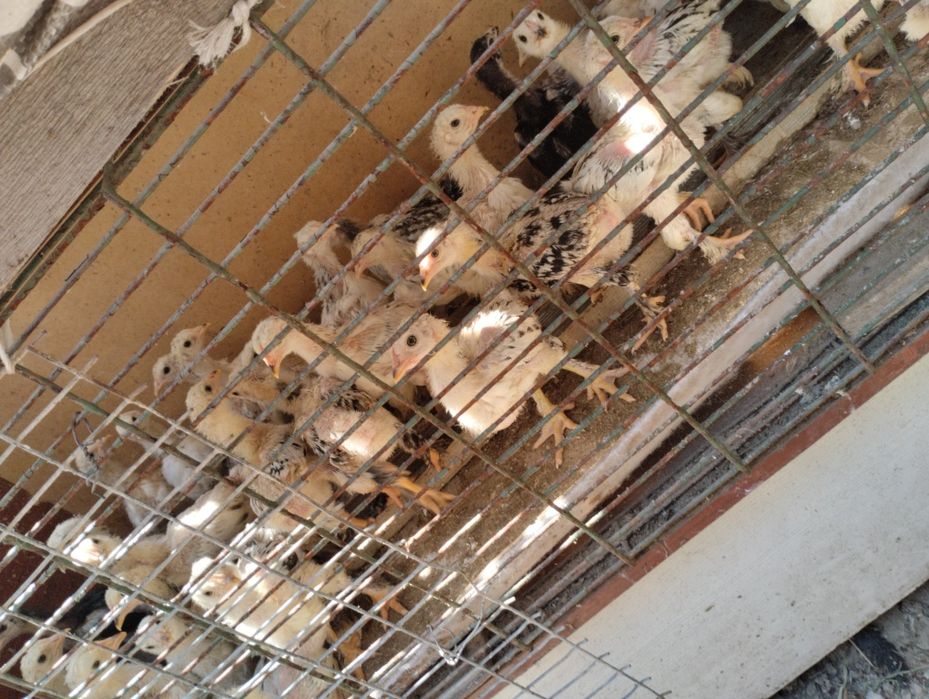 Брама жумыртка шоше товук бар