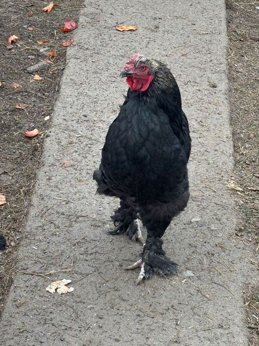 Тауқтар сатылады пародисты