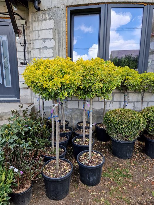 Plante glob, tuia, buxus, rhododendron, azalee, yucca, tei, platan etc