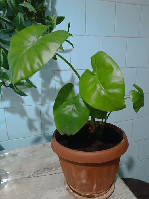 Продам домашний цветок.