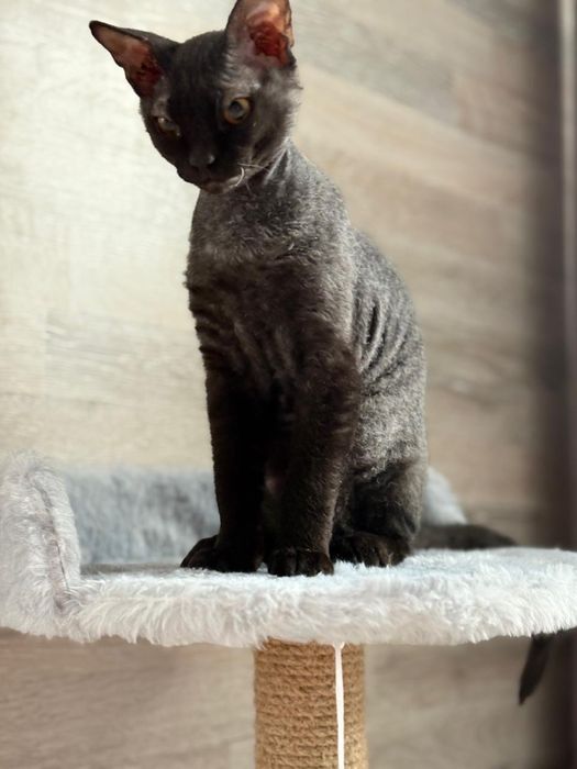 Котенок Сфинкс (браш)