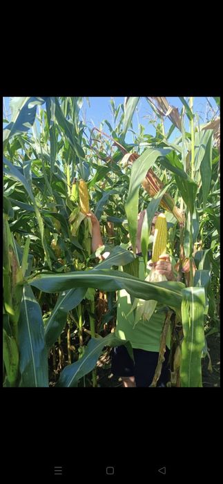 GOLIATH - Campion in Europa la porumb siloz