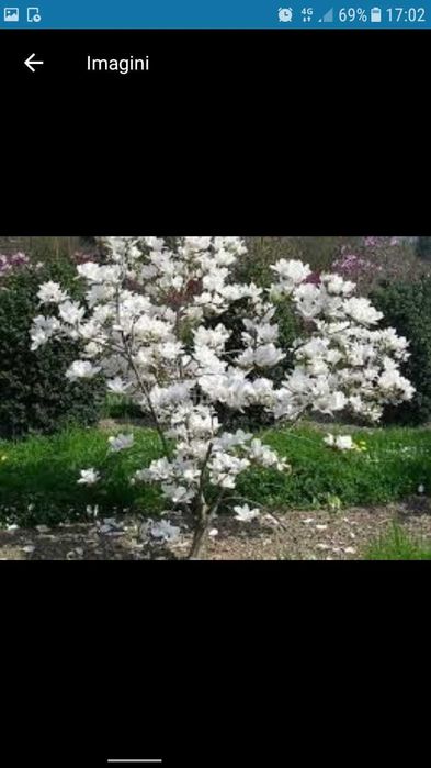 Plante ornamentala