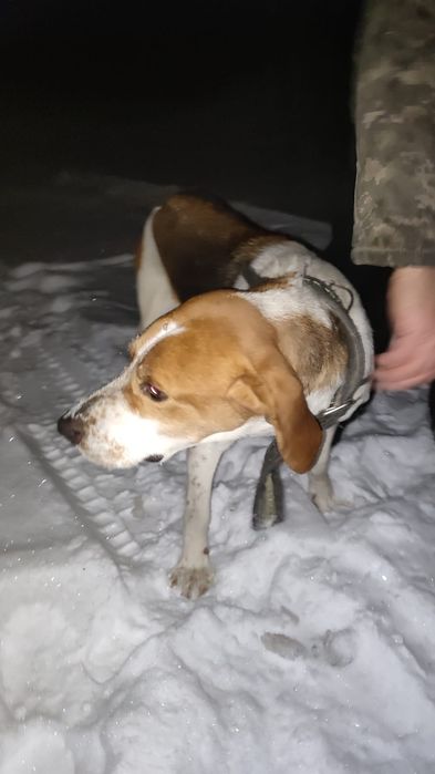 Пропала собака !!!