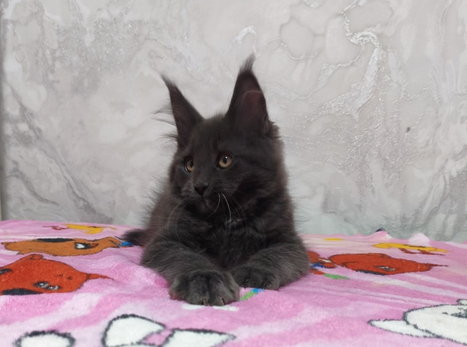 Котенок Мейн-кун