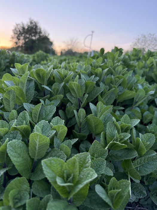Menta olandeza fresh!
