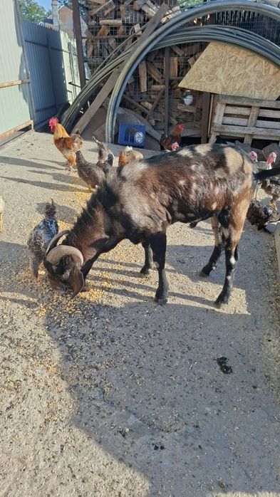 Vând țap anglo nubian