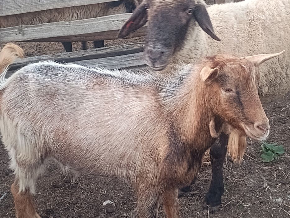 Țapi  metis anglonubian și metis alpin de vânzare