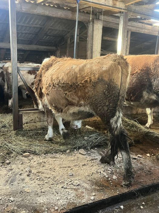 Vaca de 5 ani gestanta in 7 luni