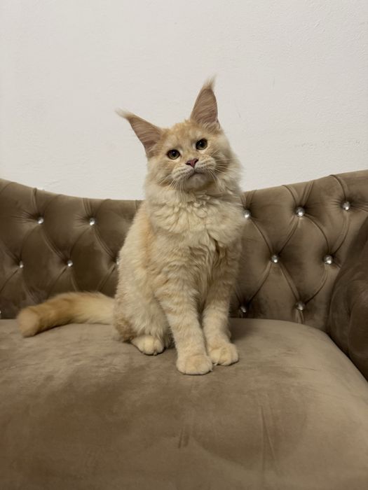 Femela maine coon felisa autorizata