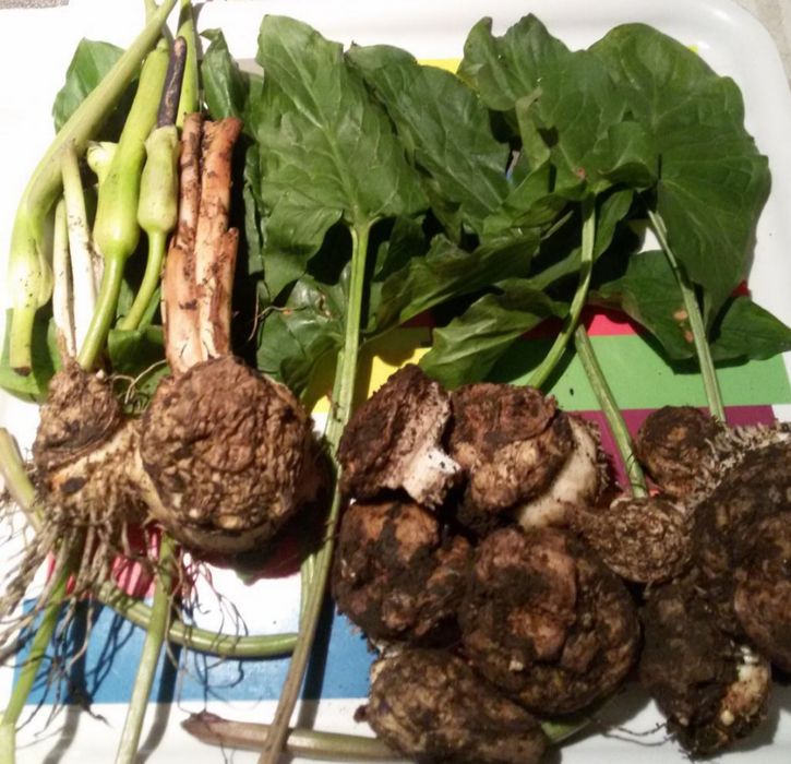 Разсад от змийска хурка (Arum maculatum)