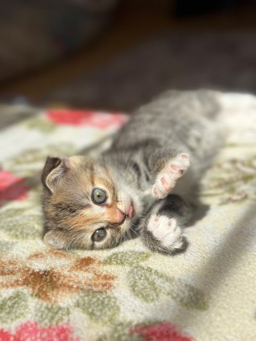 Продам котят вислоухих