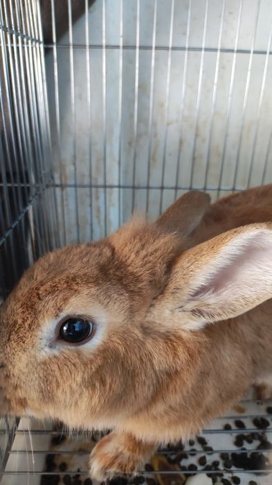 Декоративные  Кролики