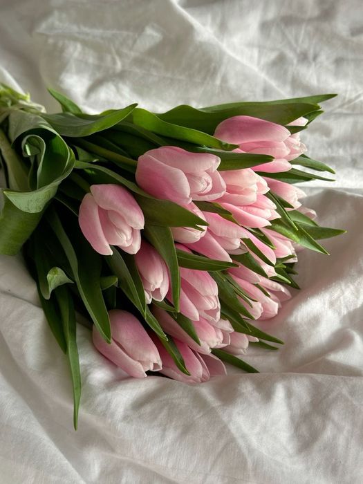 Тюлпаны предзаказ