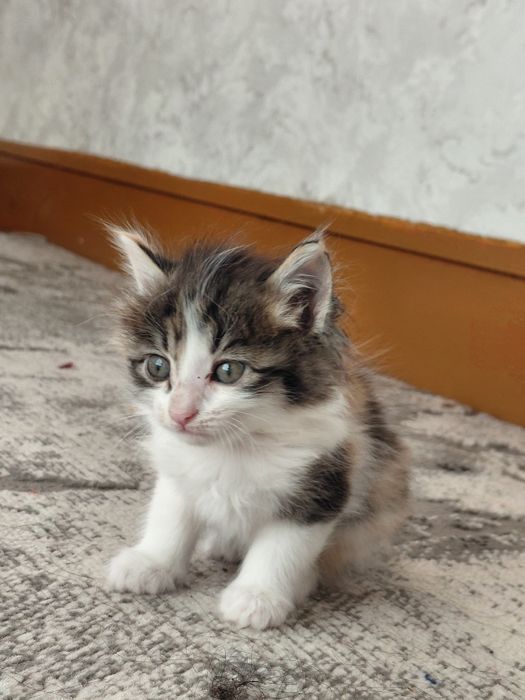 Mushuk bolasi sarik oq qora tigr