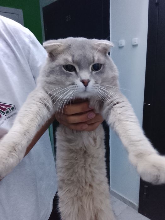 Шотландский вислоухий кот (Scottish Fold).