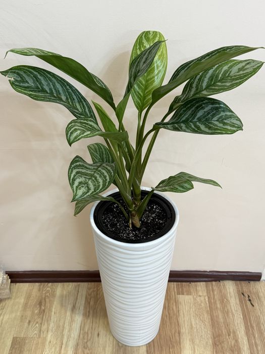 Аглаонема  в напольном кашпо