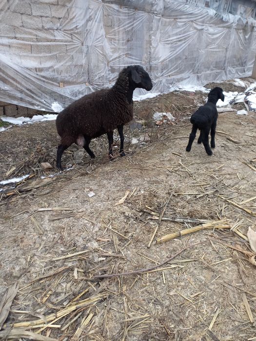 Ona bola sovliqlar sotiladi