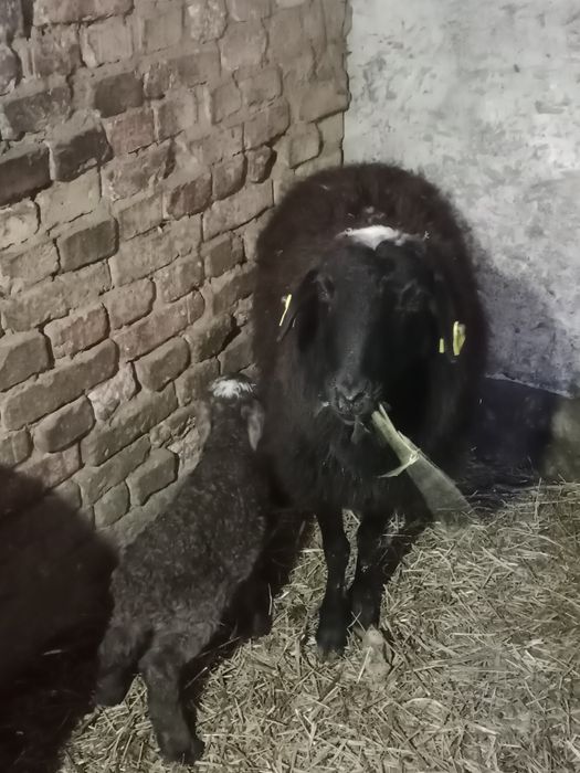 Продаеться бараны с ягнятами.