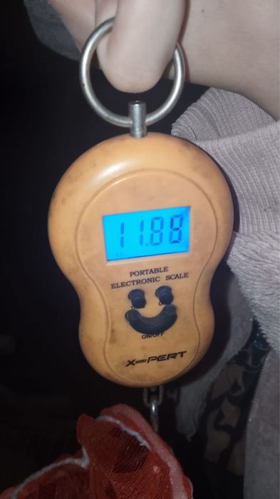 Крол чистокровный, молодой