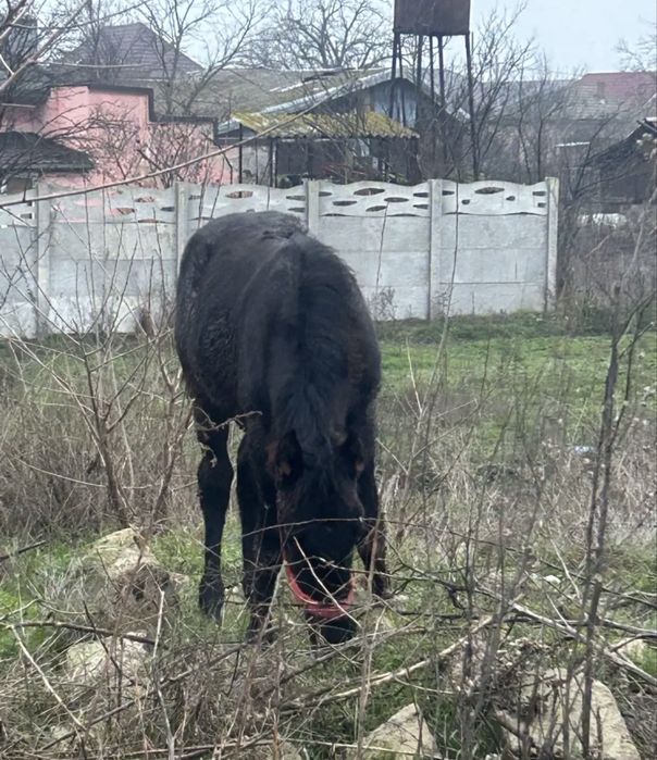 Mânz de vânzare 8 luni