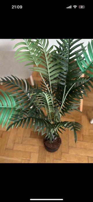 Planta decorativa jysk
