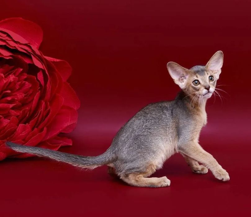 Абиссинские  котята шоу класса