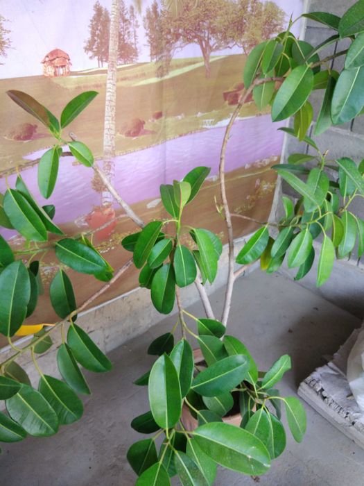 Домашний цветок ФИКУС