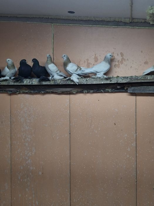 Продам голубей игра гребля тяга