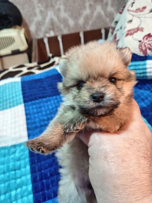 Щенки шпица  с бивером