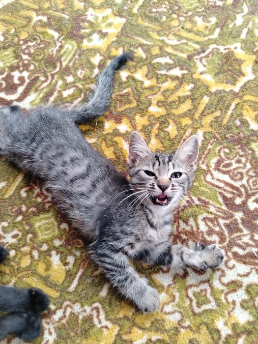 Отдам кошек с котятами в добрые руки