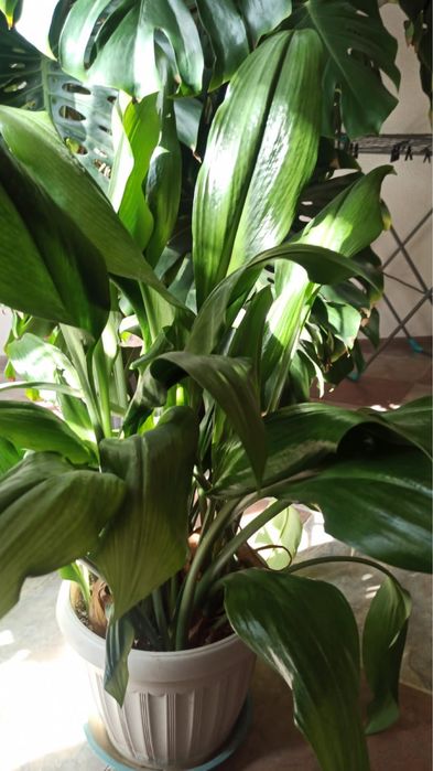 Цветы комнатные в горшках