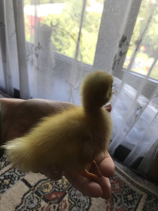 Гусята от крупных гусей